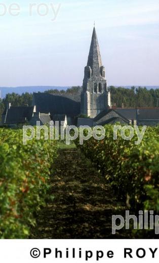 VIGNOBLE DU VAL DE LOIRE, ANJOU, FRANCE (49V00216.jpg)