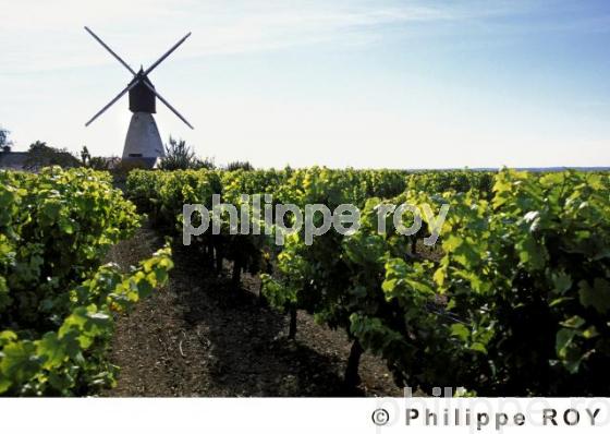 VIGNOBLE DU VAL DE LOIRE, ANJOU, FRANCE (49V00222.jpg)