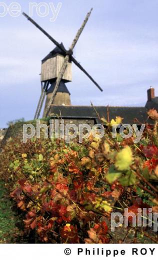 VIGNOBLE DU VAL DE LOIRE, ANJOU, FRANCE (49V00223.jpg)