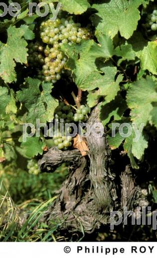 VIGNOBLE DU VAL DE LOIRE, ANJOU, FRANCE (49V00226.jpg)
