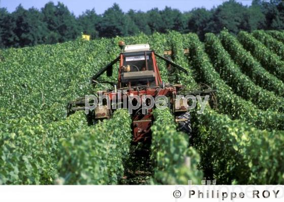 Le vignoble de Champagne (51F00107.jpg)