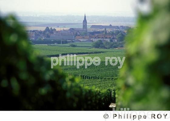 Le vignoble de Champagne (51F00108.jpg)