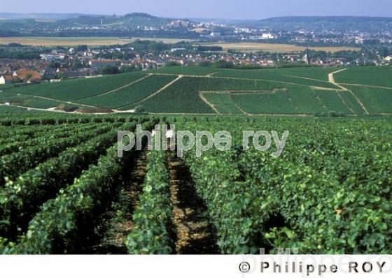 Le vignoble de Champagne (51F00109.jpg)