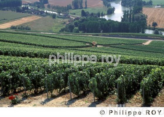 Le vignoble de Champagne (51F00110.jpg)