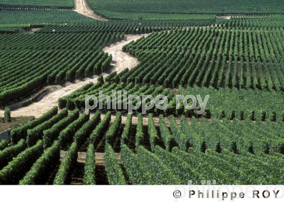 Le vignoble de Champagne (51F00111.jpg)