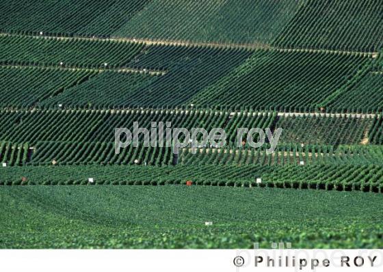 Le vignoble de Champagne (51F00112.jpg)