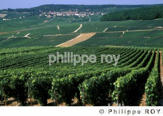 Le vignoble de Champagne (51F00113.jpg)
