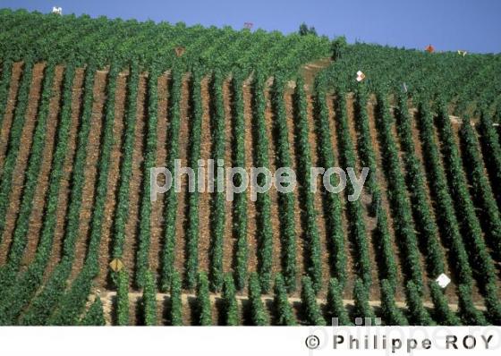 Le vignoble de Champagne (51F00114.jpg)