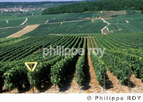 Le vignoble de Champagne (51F00115.jpg)