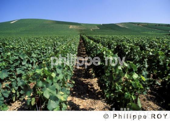 Le vignoble de Champagne (51F00116.jpg)