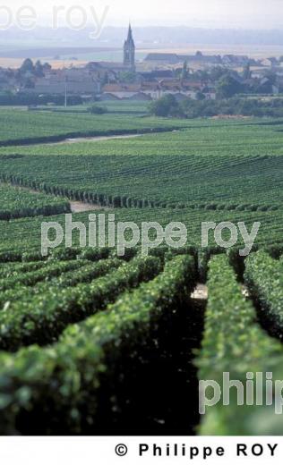 Le vignoble de Champagne (51F00117.jpg)