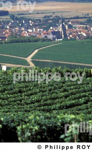 Le vignoble de Champagne (51F00118.jpg)