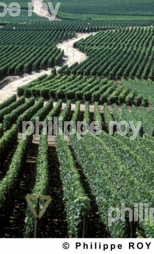 Le vignoble de Champagne (51F00120.jpg)