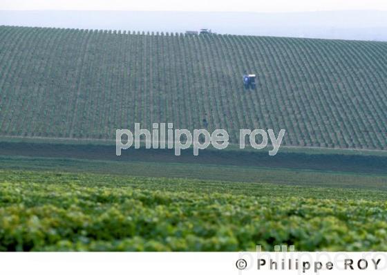 Le vignoble du Val de Loire (58V00101.jpg)