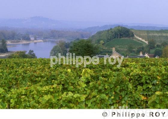 Le vignoble du Val de Loire (58V00103.jpg)