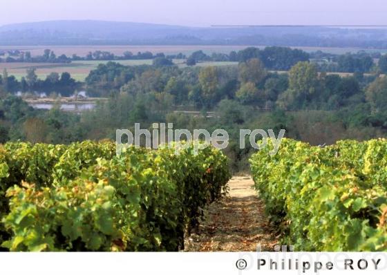 Le vignoble du Val de Loire (58V00104.jpg)