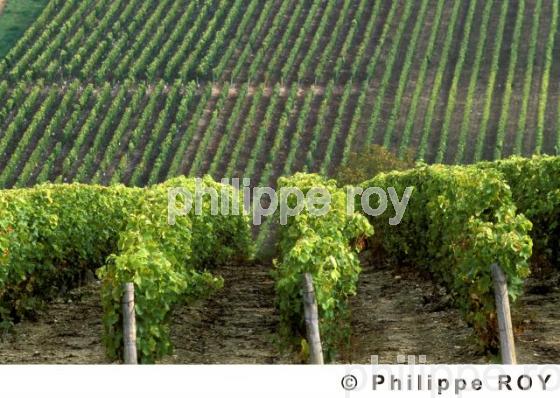 Le vignoble du Val de Loire (58V00105.jpg)