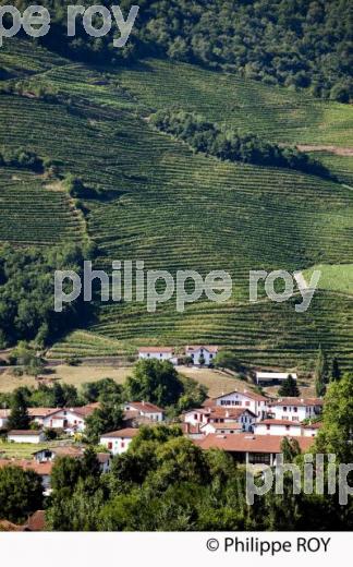 Vignoble - Irouleguy - Pays basque (64F02928.jpg)