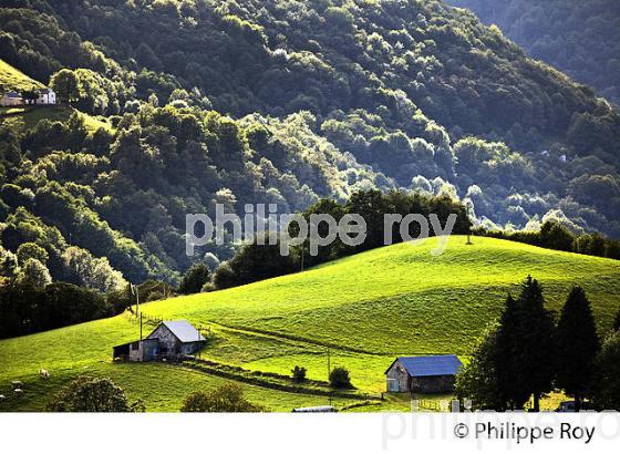 AGRICULTURE DE MONTAGNE, COMMUNE DE SAINTE ENGRACE, SOULE, PAYS BASQUE,  PYRENEES- ATLANTIQUE. (64F03834.jpg)