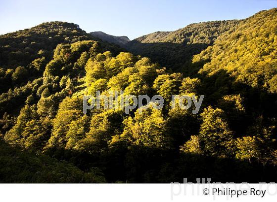 FORET DE MONTAGNE,  VILLAGE DE SAINTE ENGRACE,  SOULE, PAYS BASQUE,  PYRENEES- ATLANTIQUE. (64F03927.jpg)