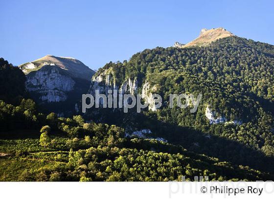 FORET DE MONTAGNE,  VILLAGE DE SAINTE ENGRACE,  SOULE, PAYS BASQUE,  PYRENEES- ATLANTIQUE. (64F03928.jpg)