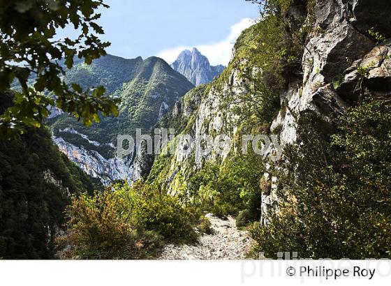 LE CHEMIN DE LA MATURE, VALLEE D' ASPE, COMMUNE D' ETSAUT,  BEARN, PYRENEES ATLANTIQUES. (64F04538.jpg)