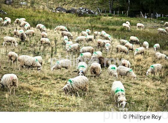 TROUPEAU DE MOUTONS, COL DU SOMPORT, COMMUNE DE URDOS, VALLEE D' ASPE, BEARN, PYRENEES ATLANTIQUES. (64F04629.jpg)