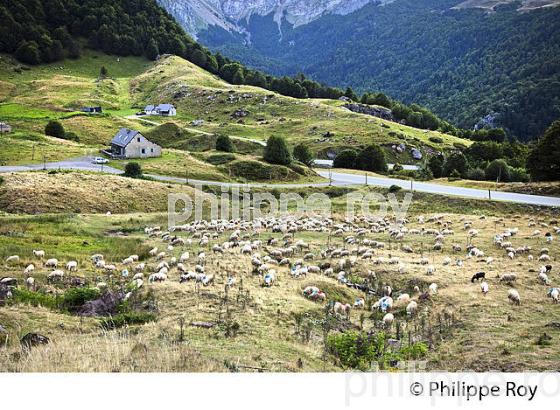 TROUPEAU DE MOUTONS, COL DU SOMPORT, COMMUNE DE URDOS, VALLEE D' ASPE, BEARN, PYRENEES ATLANTIQUES. (64F04630.jpg)