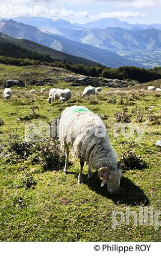 TROUPEAU DE MOUTONS  BASCO-BEARNAIS, VALLEE DU BARETOUS, ARETTE LA PIERRE SAINT MARTIN, BEARN. (64F05534.jpg)