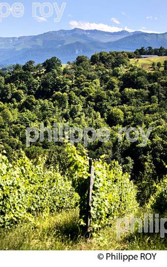 DOMAINE LATAPY, VIGNOBLE DE JURANCON, GAN, BEARN, PYRENEES ATLANTIQUES. (64F06608.jpg)