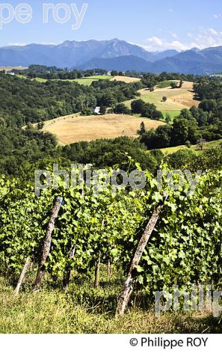 DOMAINE LATAPY, VIGNOBLE DE JURANCON, GAN, BEARN, PYRENEES ATLANTIQUES. (64F06609.jpg)