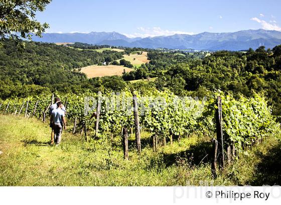 DOMAINE LATAPY, VIGNOBLE DE JURANCON, GAN, BEARN, PYRENEES ATLANTIQUES. (64F06617.jpg)