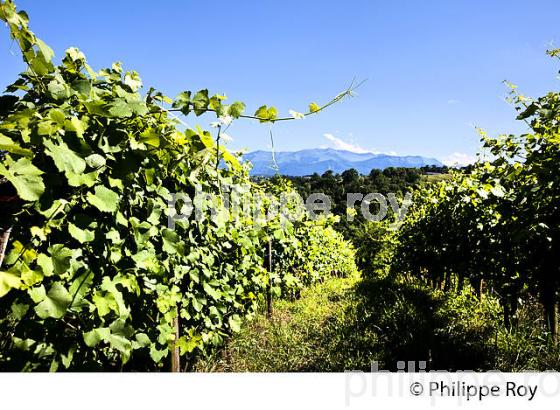 DOMAINE LATAPY, VIGNOBLE DE JURANCON, GAN, BEARN, PYRENEES ATLANTIQUES. (64F06620.jpg)