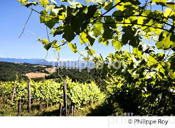 DOMAINE LATAPY, VIGNOBLE DE JURANCON, GAN, BEARN, PYRENEES ATLANTIQUES. (64F06621.jpg)