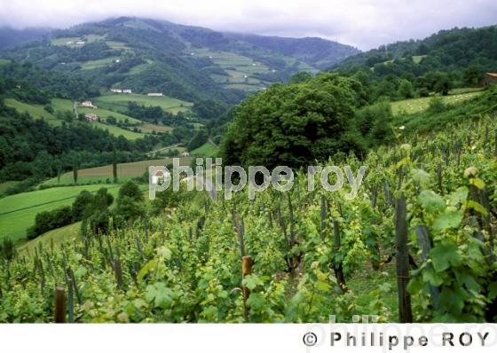 Le vignoble du pays basque (64V00308.jpg)