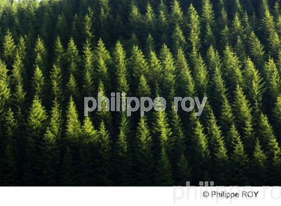 Les Pyrénées (65F00930.jpg)