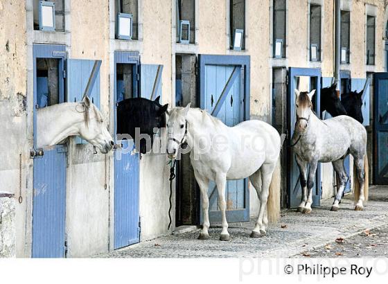 ECURIE ARTIGALA ,  HARAS NATIONAUX, TARBES, BIGORRE, HAUTES-PYRENEES. (65F02205.jpg)