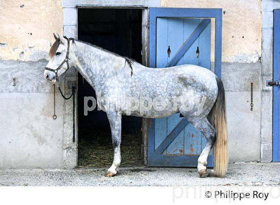 ECURIE ARTIGALA ,  HARAS NATIONAUX, TARBES, BIGORRE, HAUTES-PYRENEES. (65F02206.jpg)