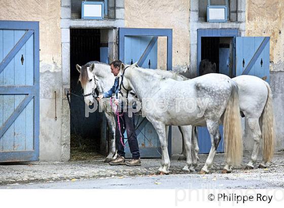 ECURIE ARTIGALA ,  HARAS NATIONAUX, TARBES, BIGORRE, HAUTES-PYRENEES. (65F02207.jpg)