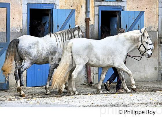 ECURIE ARTIGALA ,  HARAS NATIONAUX, TARBES, BIGORRE, HAUTES-PYRENEES. (65F02208.jpg)