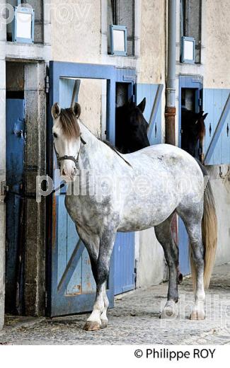 ECURIE ARTIGALA ,  HARAS NATIONAUX, TARBES, BIGORRE, HAUTES-PYRENEES. (65F02209.jpg)