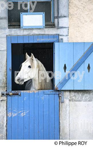 ECURIE ARTIGALA ,  HARAS NATIONAUX, TARBES, BIGORRE, HAUTES-PYRENEES. (65F02210.jpg)