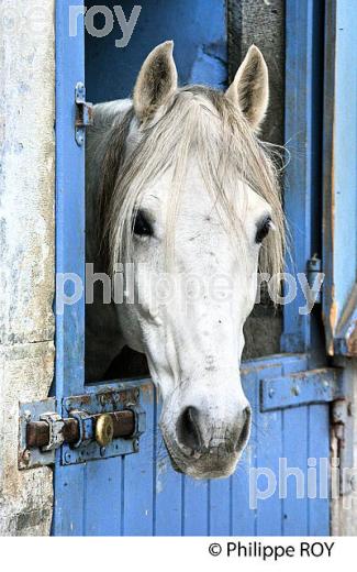 ECURIE ARTIGALA ,  HARAS NATIONAUX, TARBES, BIGORRE, HAUTES-PYRENEES. (65F02211.jpg)