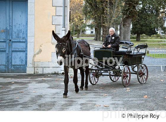 ATTELAGE, CENTRE EQUESTRE,   HARAS NATIONAUX, TARBES, BIGORRE, HAUTES-PYRENEES. (65F02215.jpg)