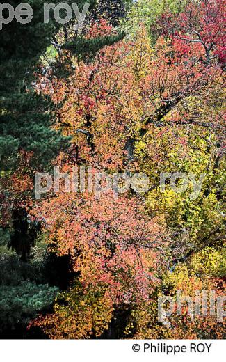 LE  JARDIN MASSEY, TARBES, BIGORRE, HAUTES-PYRENEES. (65F02436.jpg)