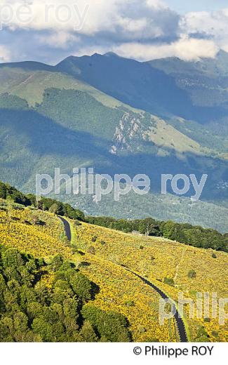 ROUTE DU COL D' ASPIN, ASPIN-AURE,  HAUTES-PYRENEES. (65F02731.jpg)