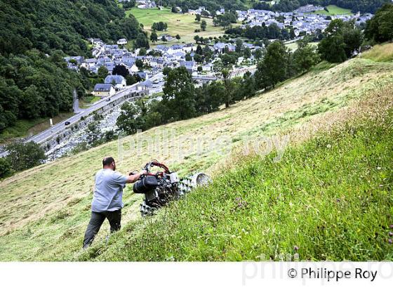 FENAISON,  MOTOFAUCHEUSE, ROUTE TOURMALET, PAYS TOY, HAUTES-PYRENEES. (65F02834.jpg)