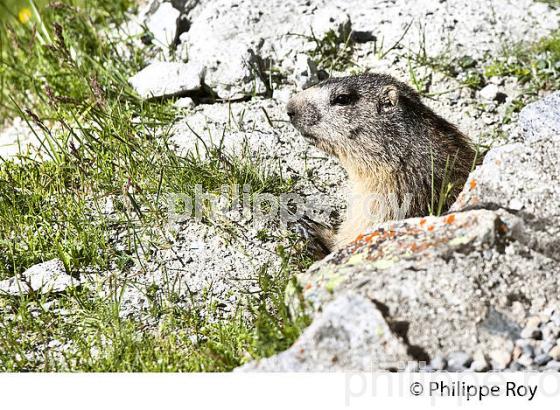 MARMOTTE, MASSIF DU NEOUVIELLE, PYRENEES,  HAUTES-PYRENEES. (65F04427.jpg)