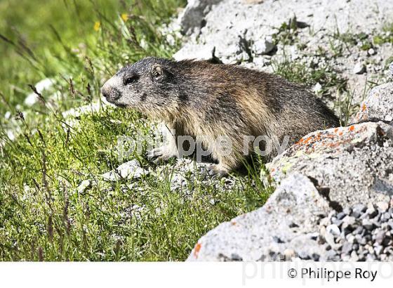 MARMOTTE, MASSIF DU NEOUVIELLE, PYRENEES,  HAUTES-PYRENEES. (65F04430.jpg)