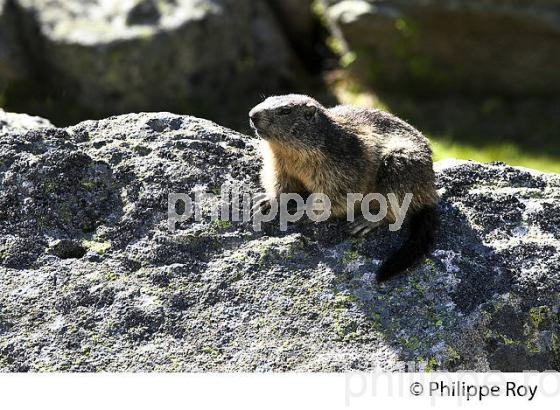 MARMOTTE, MASSIF DU NEOUVIELLE, PYRENEES,  HAUTES-PYRENEES. (65F04435.jpg)